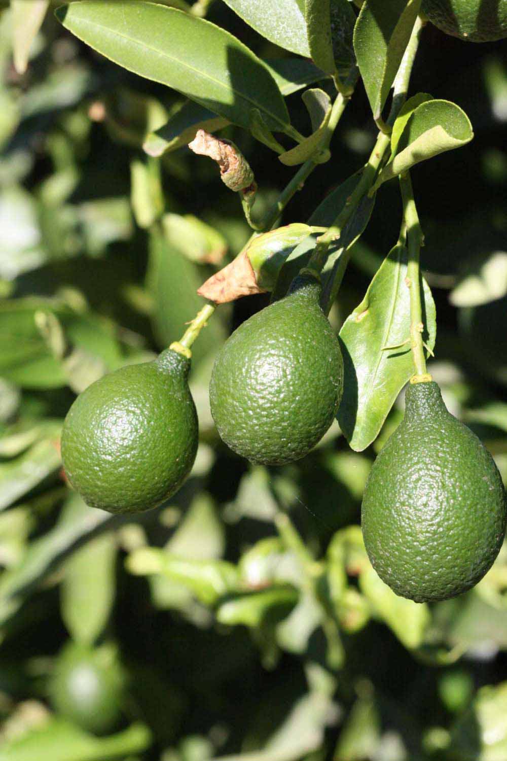            Immature fruit (Riverside, CA)   